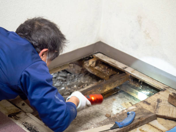 Best Attic Mold Removal  in Broadway, VA