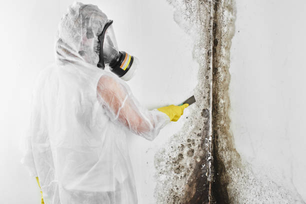 Best Black Mold Removal  in Broadway, VA