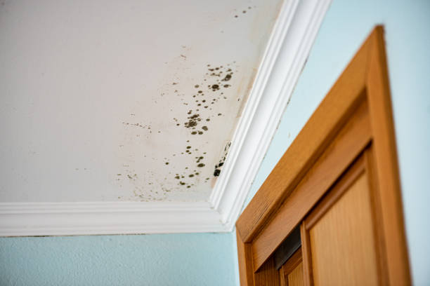 Best Residential Mold Removal  in Broadway, VA