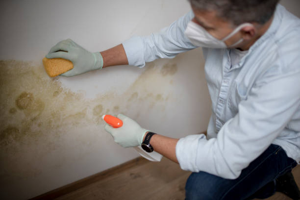  Broadway, VA Mold Removal Pros