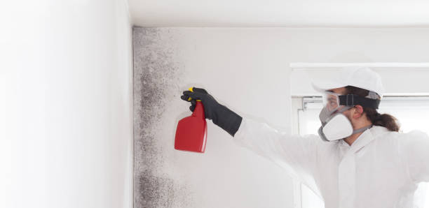Professional Mold Removal in Broadway, VA