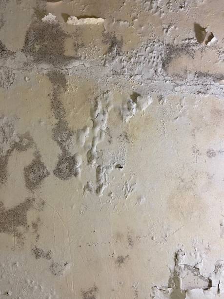Best Mold Testing  in Broadway, VA