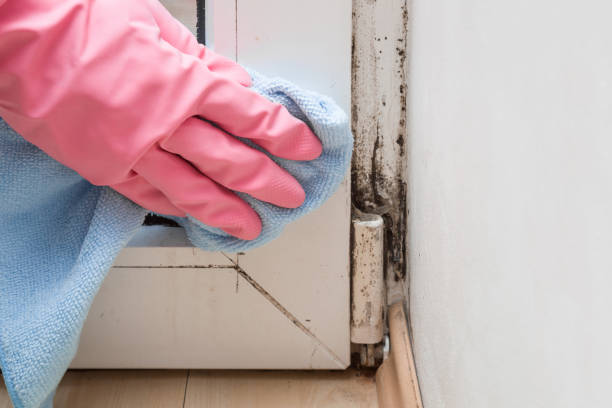 Best Toxic Mold Removal  in Broadway, VA