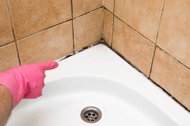 Trusted Broadway, VA Mold Removal Experts