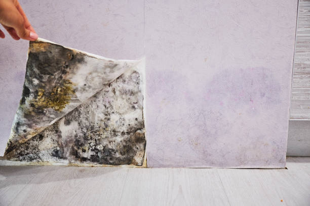 Best Residential Mold Removal  in Broadway, VA